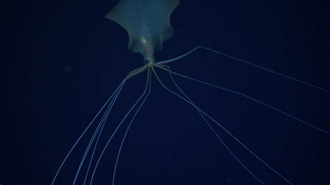 Bigfin Squid: Genus Magnapinna: Windows to the Deep 2021: Southeast U.S ...