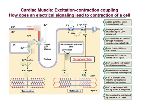 Cardiac muscle- excitation- contraction coupling Diagram | Quizlet