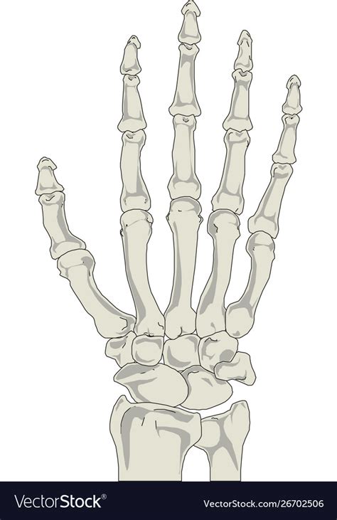 Human hand bones anatomy Royalty Free Vector Image