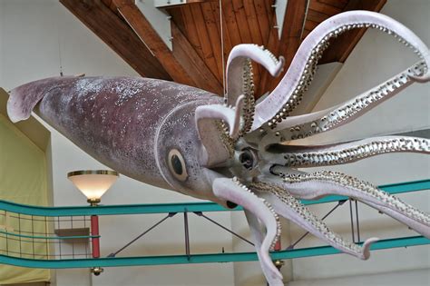 Largest Giant Octopus