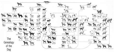 The Dog | Dog breeds, Family dogs breeds, Dog infographic