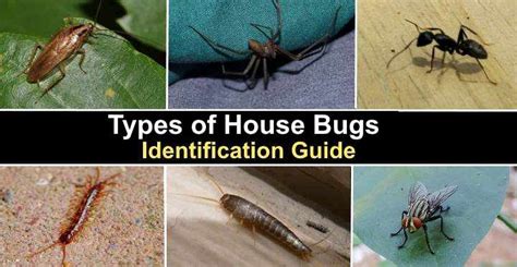 25 Types of House Bugs (With Pictures) - Identification Guide