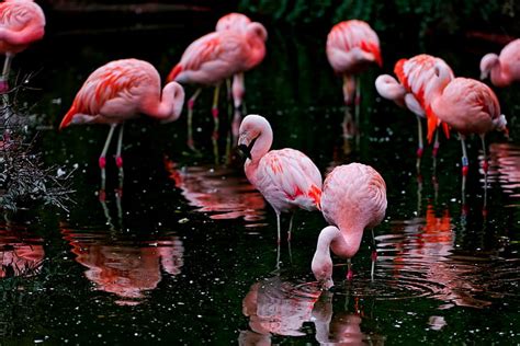 HD wallpaper: flamingo | Wallpaper Flare