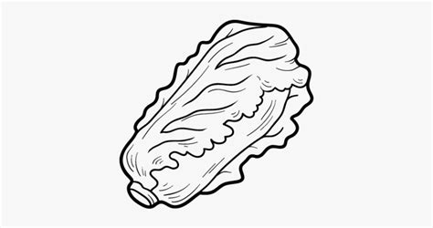 Lettuce Drawing , Free Transparent Clipart - ClipartKey