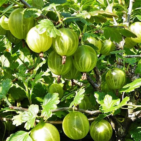 How to Grow Gooseberry Bushes