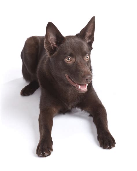 Australian Kelpie Breeders Australia | Australian Kelpie Info & puppies