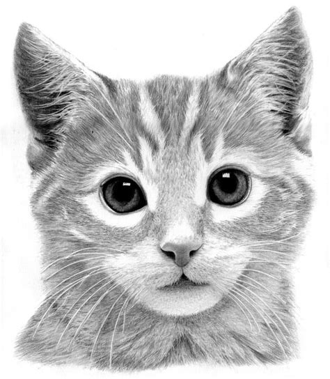 art pencil drawings | Kitten Drawing by Ronny Hart - Kitten Fine Art ...