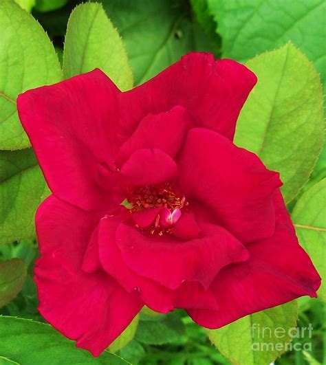 October Rose Photograph by Trudy Brodkin Storace | Fine Art America