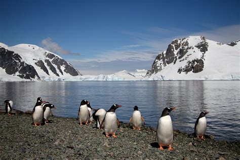 Mesmerised By The Wildlife In Antarctica