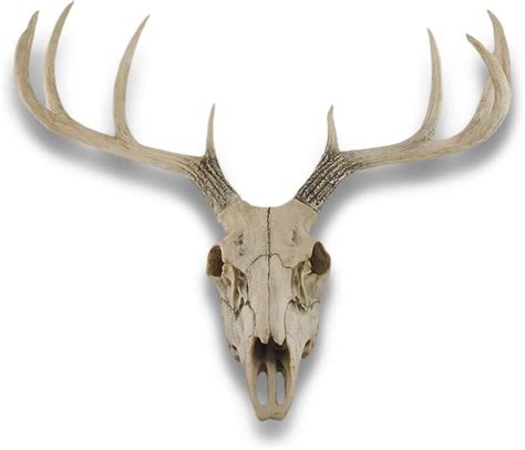 Things2Die4 Lifelike 10-Point Buck Deer Skull Replica Review - Alaska ...