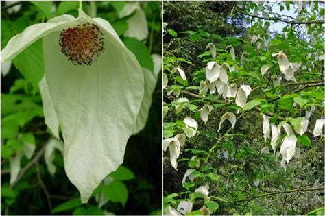 Stunning! Wales' extraordinary 'pocket handkerchief tree' gives its ...