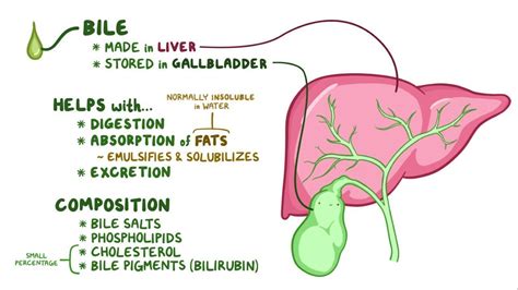 Differences between liver bile and gallbladder bile - Overall Science