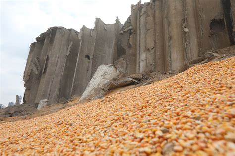 Beirut blast destroys grain silo and 15,000 t of grains - All About Feed