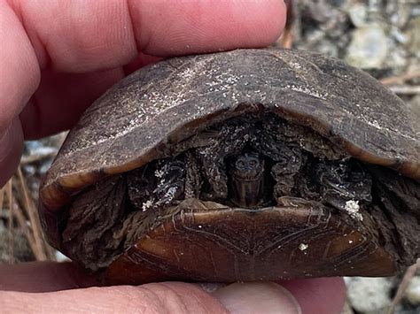 Eastern Mud Turtles are tiny turtles that stay hidden most of the time ...