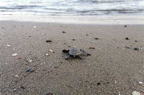 Thousands of baby turtles reach sea from undisturbed beaches in Turkey ...