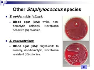 Staphylococcus Saprophyticus Colony Morphology