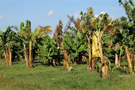 Nigeria's agric minister inspects first organic banana plantation for ...