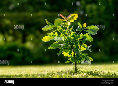 Oak sapling Stock Photo, Royalty Free Image: 71566546 - Alamy