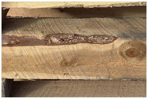 Common Defects to Consider in Timber Grading - Marks Lumber