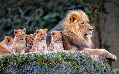 lion-family-baby-lions-hd-wallpaper : r/Lions