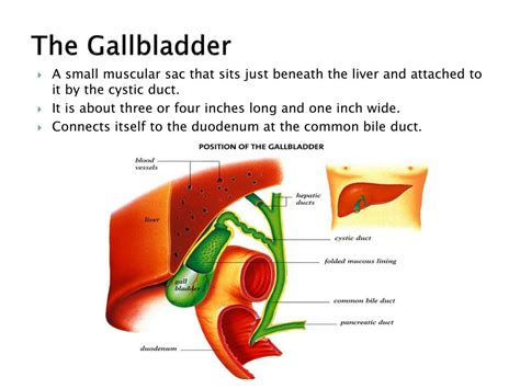 PPT - Structure and Function: The Gallbladder PowerPoint Presentation ...