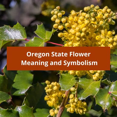 Oregon State Flower: Oregon Grape, Meaning and Symbolism