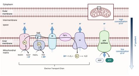 Electron Transport Chain Labeled Diagram