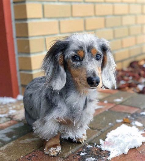 Dapple Dachshund Puppy | Dachshund puppies, Dapple dachshund puppy ...