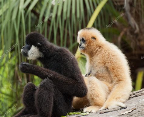 Gibbons Stock Photo by ©imphilip 12210996