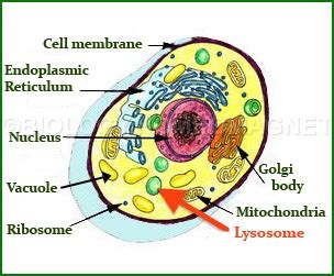 What Is The Function Of A Lysosome In An Animal Cell - slideshare