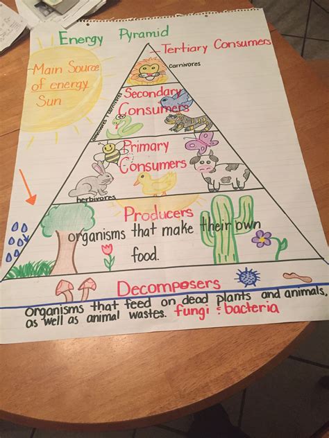 Food Chain Pyramid Examples