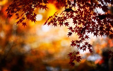 Fall Leaves Wallpapers (72+ images)