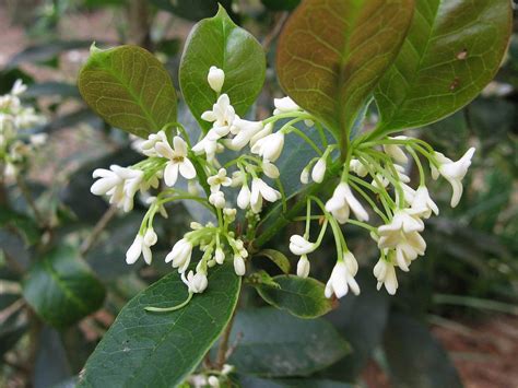 Tea olive. So fragrant! | Osmanthus fragrans, Sweet olive tree, Garden ...