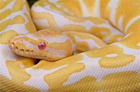 Milk Snakes: Facts, Bite Information, and Pictures - Embora Pets