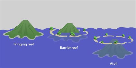 What are Coral Reefs? Their Types, and Importance