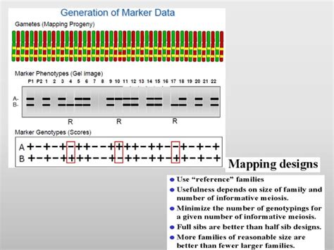 Gene mapping | PPT