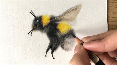 Drawing Bumblebees in Coloured Pencil - 'Bee Kind' - YouTube