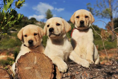 Best Toys For Lab Puppies Of 2021 [Labrador Retrievers Dogs]