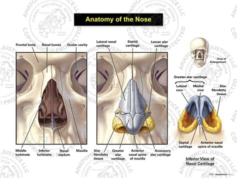 Nose Cartilage Diagram