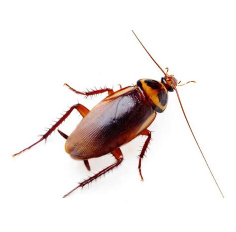 Brown-banded Cockroach | Professional Pest Extermination At Affordable ...