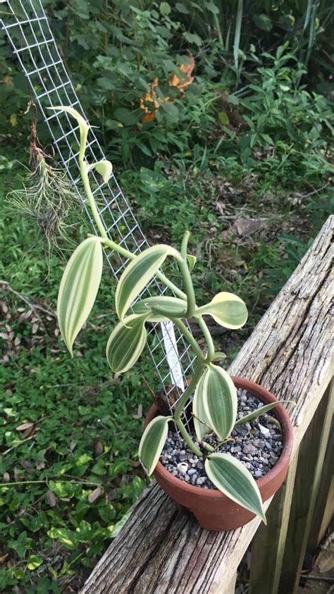 My variegated vanilla bean orchid grown from a clipping finally showing ...