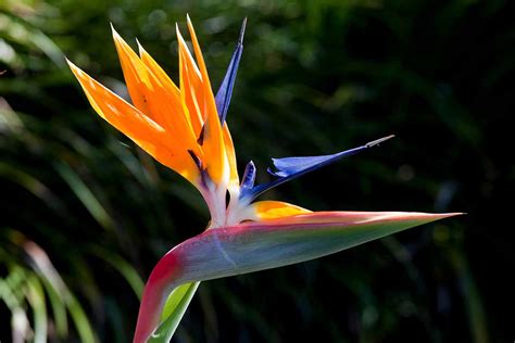 Birds Of Paradise Flower