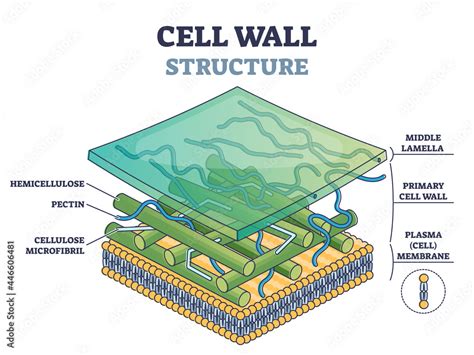 Cellulose Plant Cell