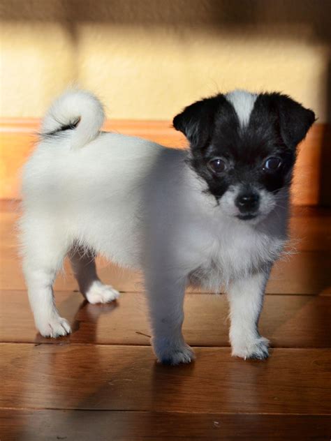 Chihuahua X Shih Tzu Puppies For Sale - Pets Lovers