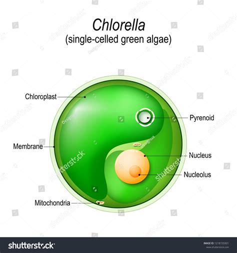 Chlorella Diagram