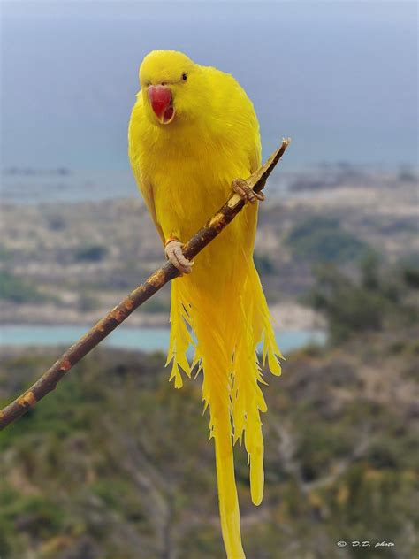 Yellow Indian Ringneck Parakeet #parrot #birds #nikonphotography # ...