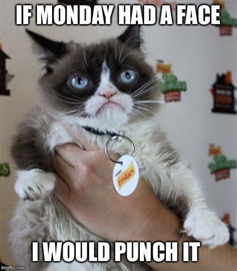 If Monday Had A Face I Would Punch It Grumpy Cat Quotes, Funny Grumpy ...