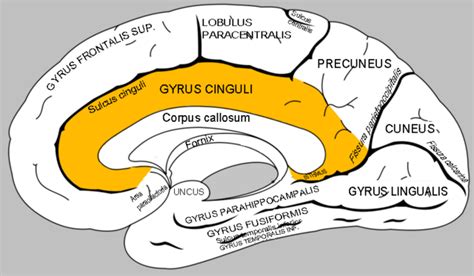 Gyrus cinguli – AnthroWiki