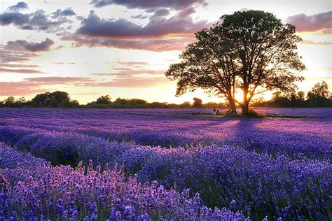 HD wallpaper: field lavender Lavender Field Nature Fields HD Art, tree ...