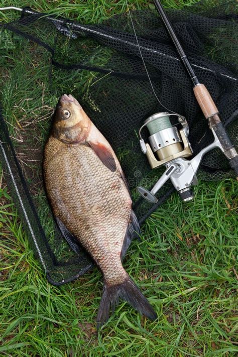 Single Freshwater Fish Common Bream and Fishing Rod with Reel on Stock ...